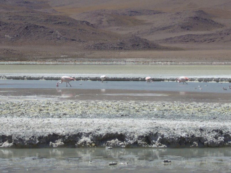 Travel - Bolivia - Salar De Uyuni - Laguna 2